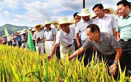 吃瓜爆料袁隆平视频全集,揭秘农业巨擘的智慧人生与科研历程